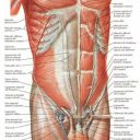 Zona abdominal