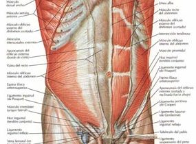 Zona abdominal